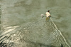 cleaning the pond