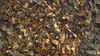 Leaves in the Territory Dry