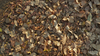 Leaves in the Territory Dry