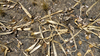 Leaves in the Territory Dry