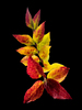 Autumn Glory on black