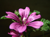 Malva sylvestris_1