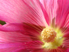 Iranian Hibiscus_2