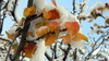 October Snow