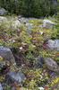 Mountain foliage in autumn