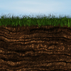 Grass and Soil