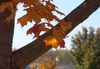 Autumns Twilight