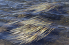 Rippling waterweed