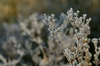 White frost