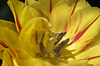 yellow tulip