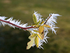 frozen leaves