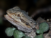 hungry saurian