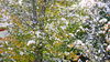 October Snow
