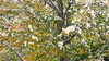 October Snow