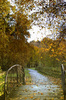 Autumn Walk