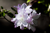 Azalea