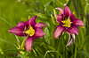 Purple Lilies