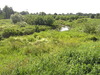 Meadows