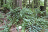 Fern forest