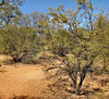 arid area3