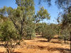 arid area4