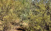 bush scrub background