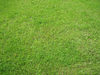Grass