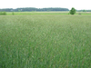 Wheat field