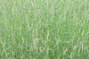 Wheat field