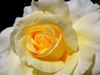 golden centred3