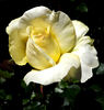 golden centred1