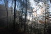 dark forest