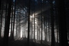 dark forest