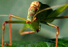 Curved Blade grasshopper