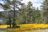 Golden Fields