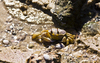 Ghost Crab