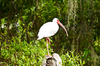 White Ibis