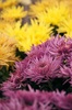 chrysanthemum