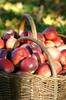 autumn apples