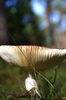 under hat