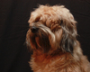 Cute Tibetan Terrier