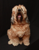 Cute Tibetan Terrier