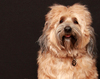 Tibetan Terrier Dog 3