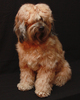 Cute Tibetan Terrier