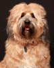 Tibetan Terrier Dog 1