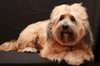 Tibetan Terrier Dog 5