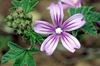 Lilac flower