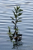 Acuatic plant