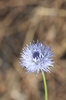 Jasione montana