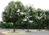 rows of trees